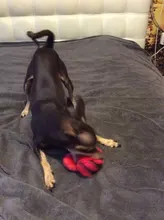 Cat-Toys Puppy-Chew-Toy Frog Interactive Squeaky Small Dogs Green Blue 1pc Red Pig 