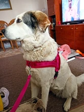 No-¡perro arnés reflectante ajustable de franela acolchada pequeño, mediano y grande arnés tipo chaleco para perro fácil para caminar de formación