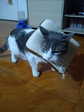 Gato-Collar de algodón con forma de aguacate para perros, cuello circular ajustable, protector para el cuello, con cono de recuperación para heridas