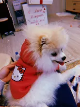 Clothing for Dogs Winter Warm Clothes Dog Hoodies Outfit Jacket Clothing for Dogs Chihuahua