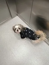 Pet-Dog-Clothes Jacket Coat Puppy Dogs Chihuahua Cotton for Warm Thick And Thin