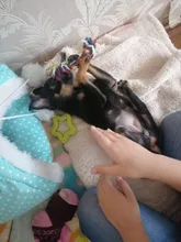 Toy Chew-Toys Interactive-Rubber Tooth-Cleaning Teeth New Cat Pet-Dog Star-Shape