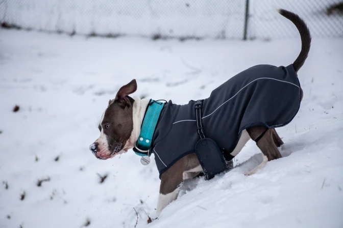 Köpek yağmurluk