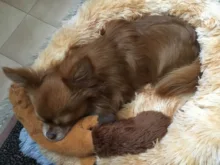 Donut Macaron-cama de peluche de imitación para mascotas, cama suave para perro, gato de peluche, alfombrilla para perros grandes, casa de trabajo
