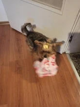 Warm Dog Sweatshirt Puppy-Clothes Dog-Costume Soft-Fleece Chihuahua Winter Yorkshire