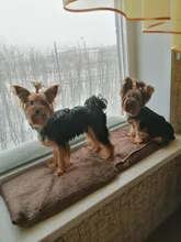 Dog-Supplies Yoga-Sleeping Dogs-Accessories Pee-Mats Pet Pet-Cats Waterproof Portable