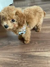 Harness Leash Chain Teddy Walking-Rope Collar Dog Small Medium Pet-Dog Classic Check