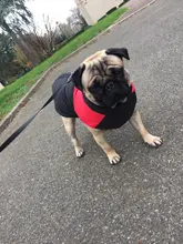 Vest Jacket Pets-Clothing Pug-Coat Puppy Dogs French Bulldog Waterproof Small Winter