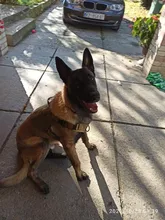 Dog-Harness Loop Dog-Molle-Vest Working Tactical with 2-Metal Buckle Hook Clip Handle