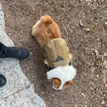 Molle Vest Panels Dog-Harness Dogs Military-Working Training Rubrab Tactical Metal 