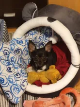 Cat Bed Tent House Cushion Pet-Bed Removable Warm Winter with Collapsible Xmas