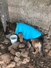 Vest Dog Jacket French Bulldog Waterproof Coat Pet-Outfit Dogs-Pet Winter Large Medium