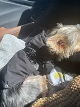 Jacket Clothing Puppy-Coat Dog-Face Dogs Reflective Waterproof Winter Apparel Small Medium