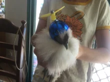 Pet-Helmet Pet-Carriers-Supplies Animal-Accessories Bird Chicken Hard-Protective-Hat