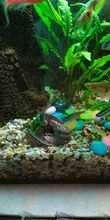 Accessorie Aquarium-Equipment Landscaping-Decoration Glass Fish-Tank Resin Artificial