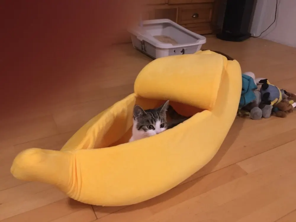 The Banana Dog Bed Cute Dog Beds Cute Puppy Beds