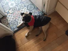Vest Jacket Pets-Clothing Pug-Coat Puppy Dogs French Bulldog Waterproof Small Winter