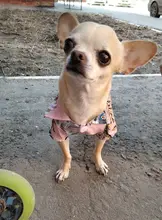 Camisetas de verano para perros, ropa de playa, chaleco para mascotas, camiseta Floral, Hawaiana para gatos pequeños y grandes, Chihuahua