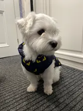 Pet Dog Winter Coat Small Dog Clothes Warm Dog Jacket Puppy Outfit Dog Coat Chihuahua