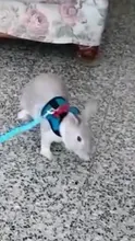 Arnés suave de malla para mascotas, chaleco de Animal PEQUEÑO con correa de plomo para hámster, conejo, animal PEQUEÑO, accesorios para mascotas, conjunto de correa de plomo