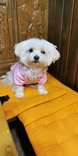 Ropa de otoño para invierno para perros y gatos, suéter para perros pequeños, gatos, Chihuahua, Teddy, naranja, rojo, trajes para cachorros con diseño de bolsillo