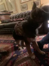 Vest Harness Collar Dog-Leash Pet-Dog German Shepherd Dogs K9 Walking Nylon Adjustable