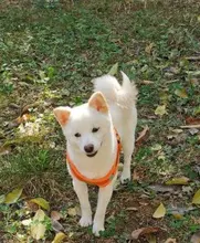 Arnés para perros y mascotas de gran tamaño sin tirones, chaleco ajustable y transpirable, impermeable, para Seguridad al aire libre, caminar y correr,arnes perro mediano,perros accesorios,suministros para perros