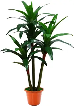 

Palmera Kentia con Maceta de Plástico Decoración Hogar, Salón, Planta Artificial