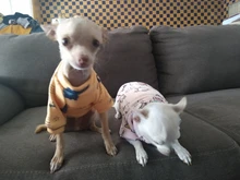 Ropa para perros pequeños, Sudadera con capucha de perro cachorro suave, disfraz de perro o gato