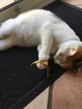 Catnip Toys Ball Cat-Toy Gato Interactive Treats Katten Pawstrip Soft 1pc Speelgoed