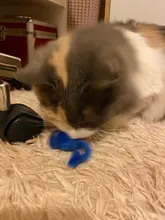 3 unids/lote de falsa ratón Gato mordida de peluche juguetes de peluche de la bola del arco iris juguete Cayts Mini divertido juguetes para gatos gatito