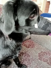 De policarbonato para perros ajustable máscara ladrar morder de la boca de malla boca aseo Anti deja de masticar