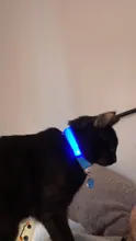 1 Uds LED Gato Collar de perro luminoso seguridad Collar brillante iluminación intermitente a los collares de perro pequeño perro productos para mascotas de gato