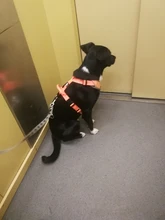 Pet-Harness Truelove Walk Padded Seat-Belt Handle Reflective-Dog Adjustable Small Soft