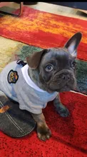 Ropa de pareja para Perro, uniforme de Mascota, Ropa para perros pequeños y medianos, disfraz de Chihuahua, camiseta para cachorro, Ropa para perros, Ropa para Perro