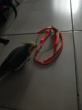 Training-Rope Harness Bird-Leash Parrot Outdoor Flying-Band Anti-Bite Adjustable Random-Color