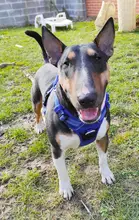 Truelove Front Nylon Dog Harness No Pull Vest Soft Adjustable Safety Harness For Dog