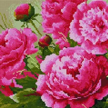 Алмазная мозаика EF 902 Розовые пионы 30*40