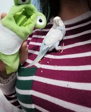 Cute Bird clothes Parrot Winter Coat Warm Hooded Clothes Apparel Party Costume S/M/L