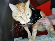 Pet Clothing Costumes Coat Kitten-Outfits Yorkshire Puppy Winter Warm Autumn for Chihuahua