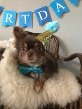 Banner-Accessories Collar Pet-Party-Supplies Birthday-Party-Decor Dog Cat Scarf Hat 