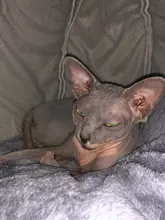 Cama de invierno para gatos, alfombrilla pequeña, cesta para perro pequeño, productos de tienda para mascotas, cueva acogedora, cama interior, Comodidad para dormir