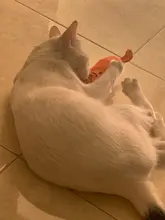 Cat Toy Catnip-Toys Claws Mint Grinding Pet-Kitten Interactive Plush Funny for Thumb-Bite-Cat