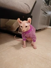 Suéteres de Gato caliente, ropa clásica de moda, ropa para perro y gato para gatos pequeños, traje de Chihuahua, abrigo de disfraz de gato de invierno