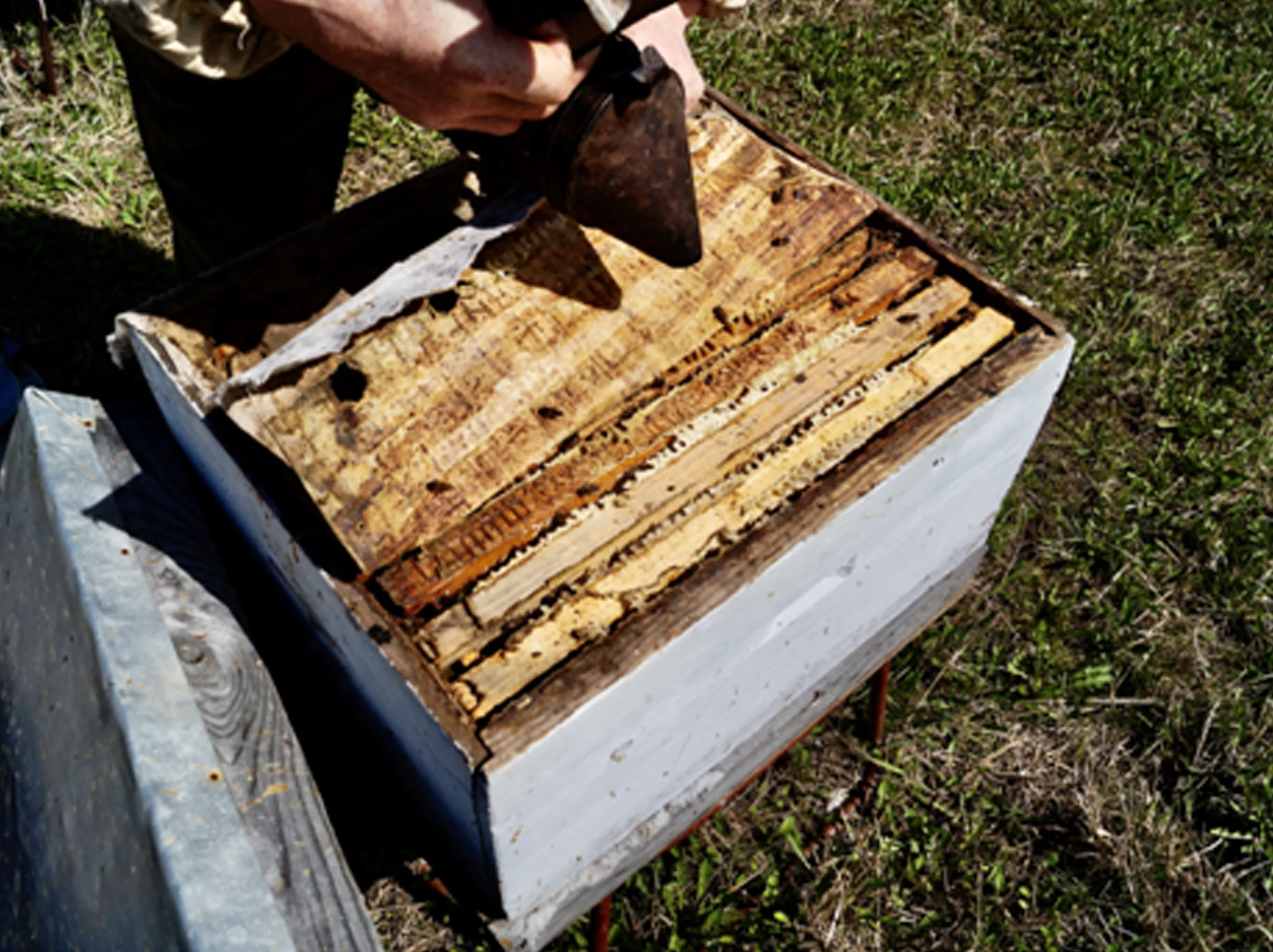 Honeycomb, natural floral, grass, delicious honey in honeycomb