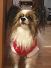 Christmas Dog Clothes Small Dogs Santa Costume for Pug Chihuahua Yorkshire Pet Cat Clothing