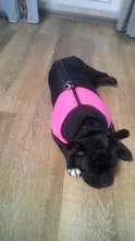 Vest Jacket Pets-Clothing Pug-Coat Puppy Dogs French Bulldog Waterproof Small Winter