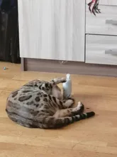 Cat-Toy Interactive-Tools Pet-Supplies Plush-Toys Mint-Scratcher Catnip Teeth-Grinding