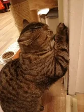 Natural Catnip Toys For Cats Crazy Healthy Cat Toys For Kitten Edible Treating Cleaning