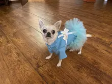 Coat Dress Teddy Poodle-Clothes Puppy Small-Pet Dog Winter Autumn with Letter Bowknot